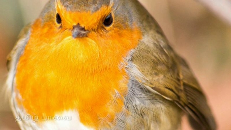 Robin Bird перевод