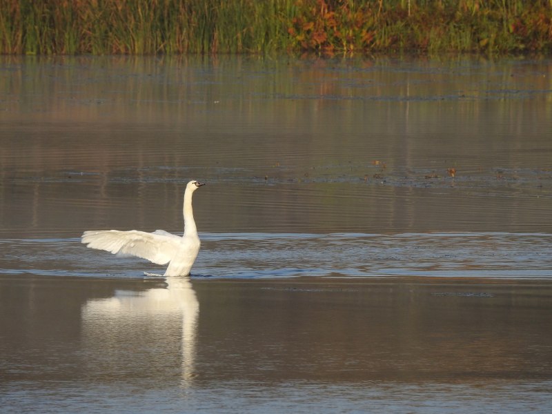 Swan on Land
