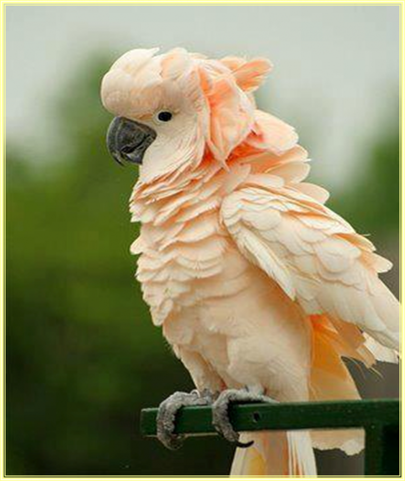 Клюв попугая корелла