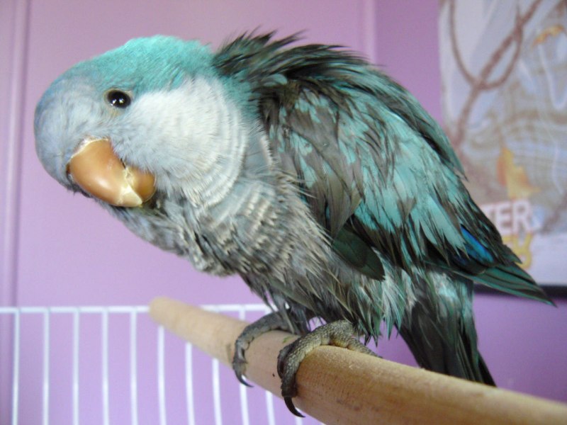 Red Parrot screaming PNG