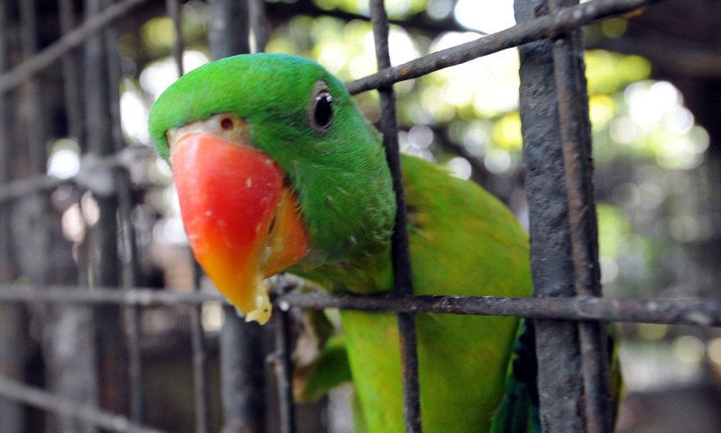 Орущий попугай корелла