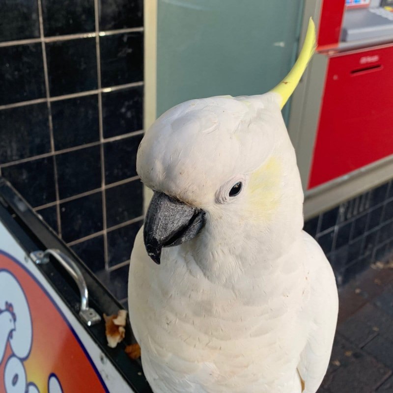 Попугаи порода Cockatiel неон