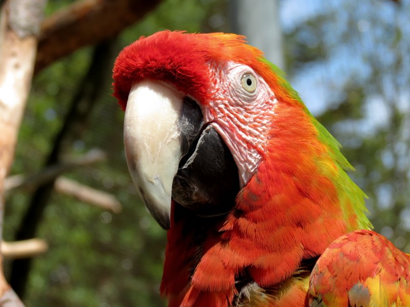 Hawk_headed Parrot