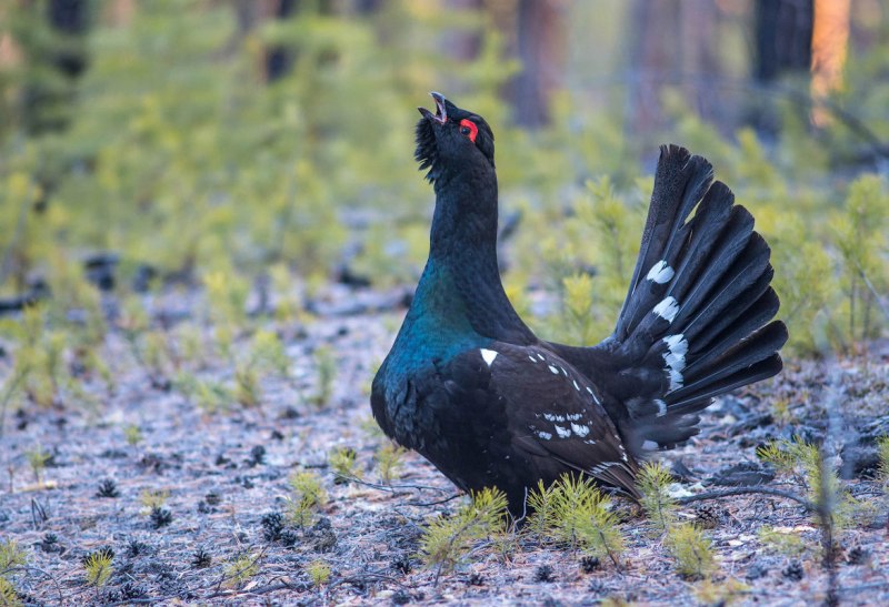 Глухарь (Tetrao urogallus)
