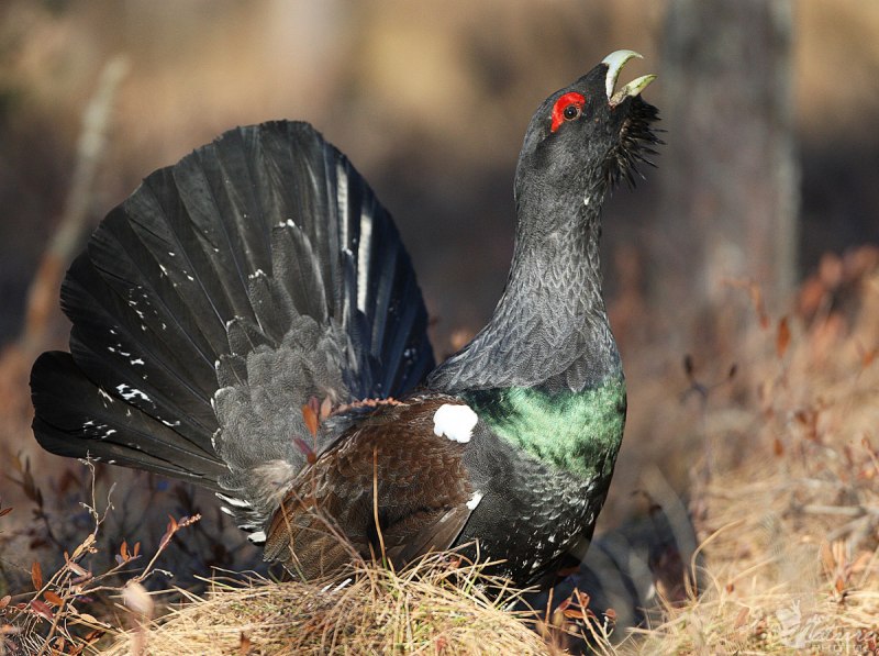 Глухарь (Tetrao urogallus)