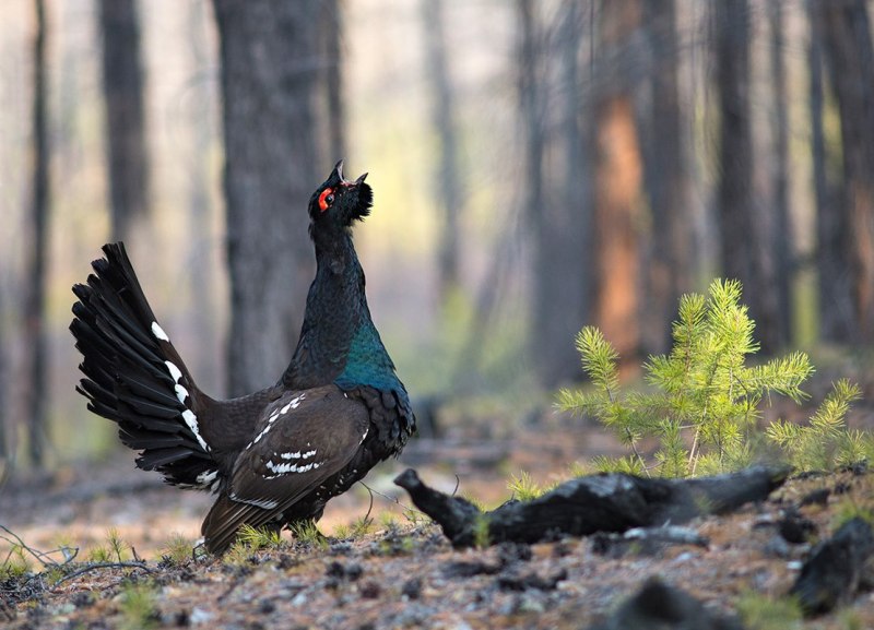 Глухарь (Tetrao urogallus)