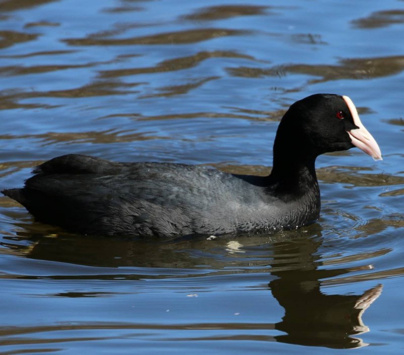 Водоплавающая черная птица (74 фото)