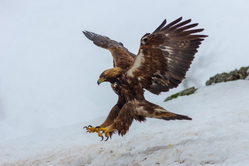National Geographic. Белоголовый Орлан