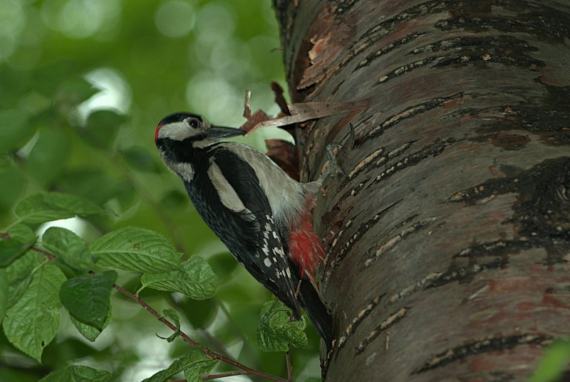 Стенолаз (Tichodroma muraria)