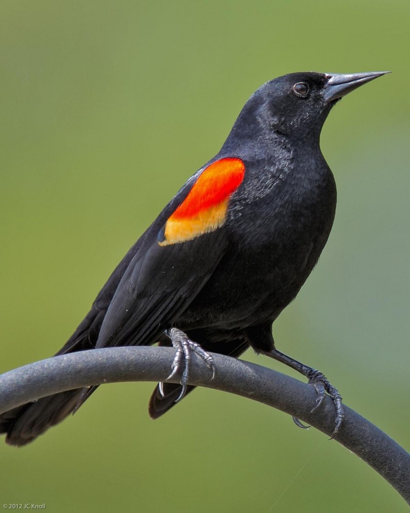 Picus viridis (зеленый дятел)