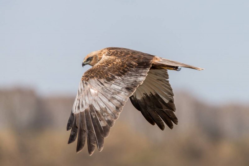 Лунь болотный (Circus aeruginosus)