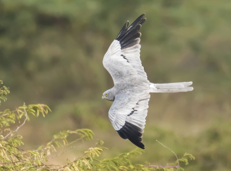 Northern Harrier Flying