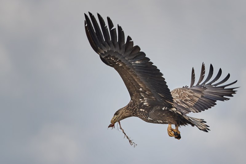 Harrier птица