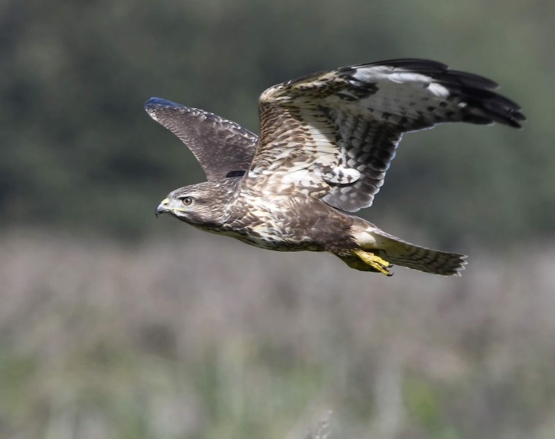 Harrier что за птица
