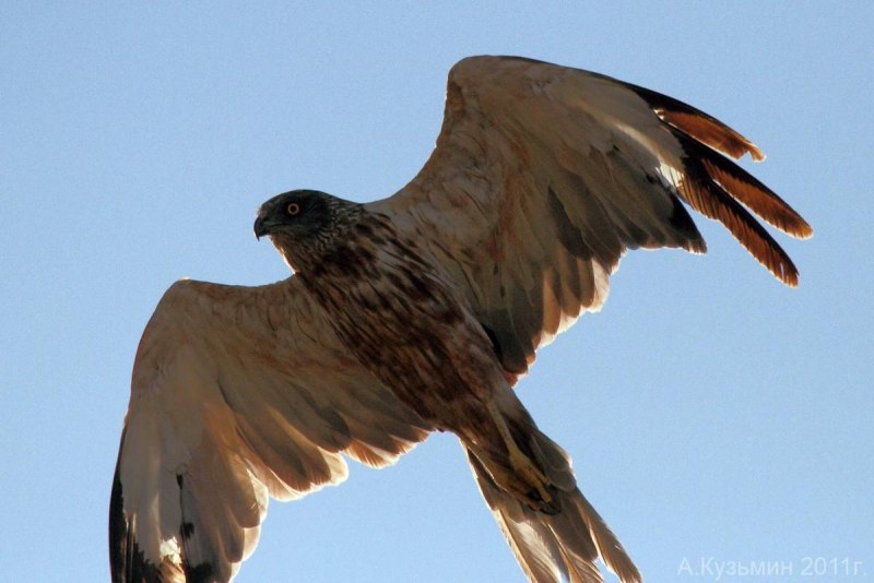 Marsh Harrier
