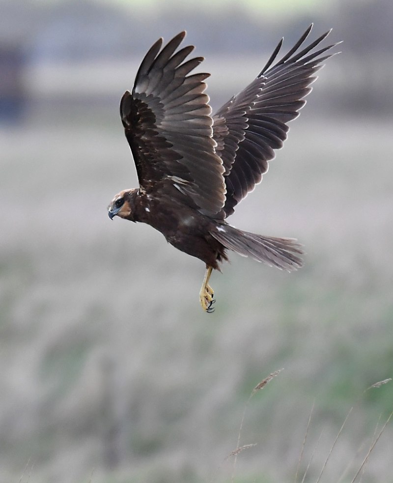 Brolucizumab-Key Learnings from Hawk and Harrier pdf