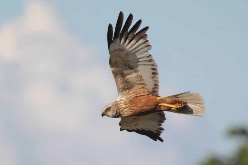 Лунь болотный (Circus aeruginosus)