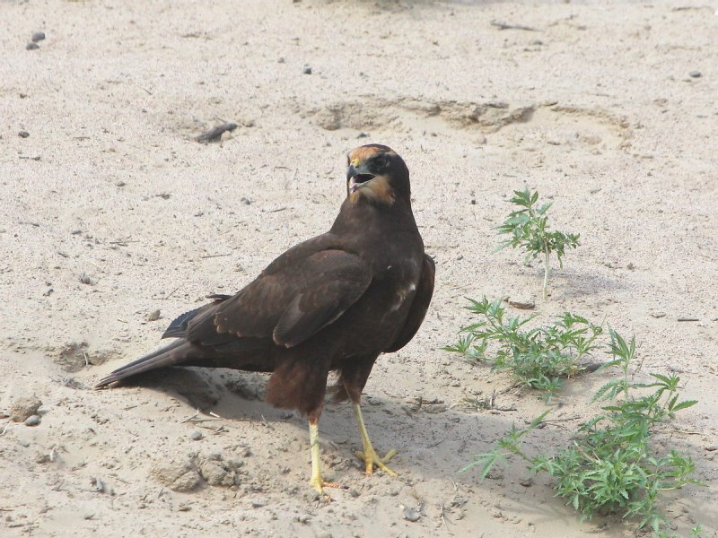 Harrier Bird