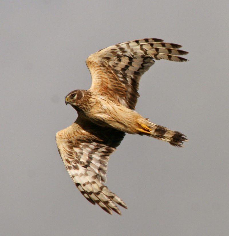 Harrier птица