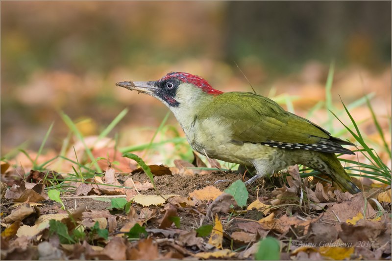 Picus viridis (зеленый дятел)
