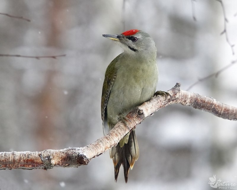 Зелёный дя́тел (Picus viridis)