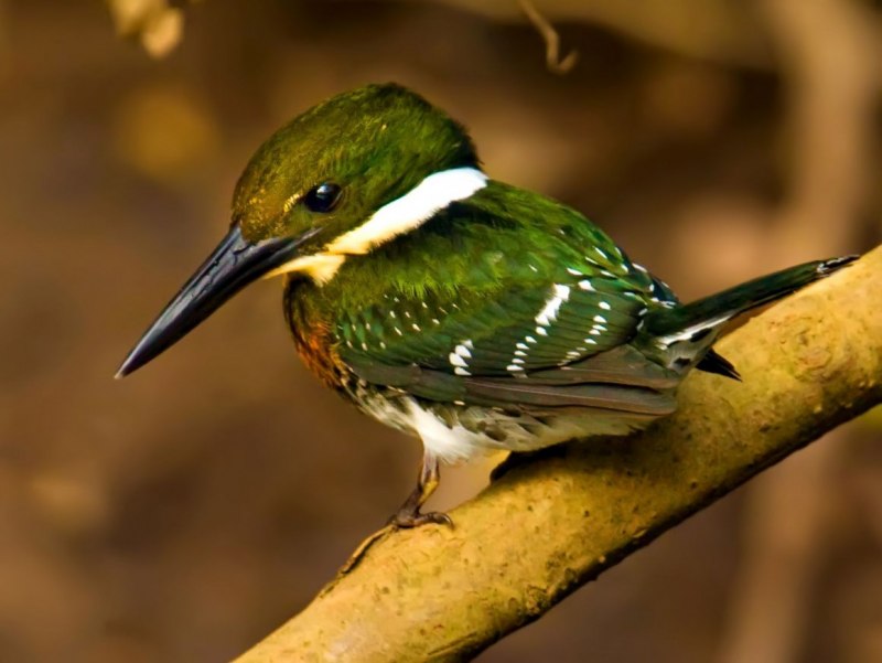 Зеленая лесная птица (81 фото)