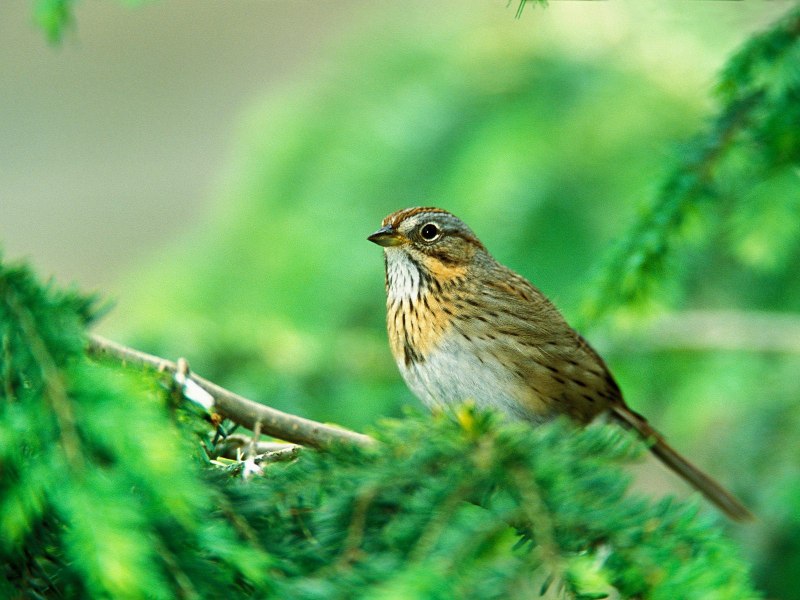 Wild Birds