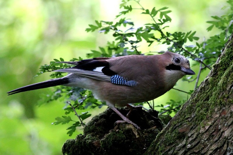 Phylloscopus sibilatrix