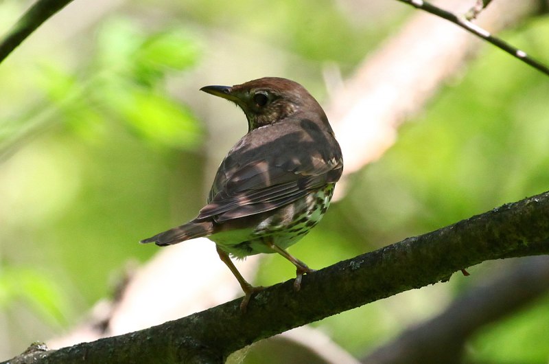 Зелёный дя́тел (Picus viridis)