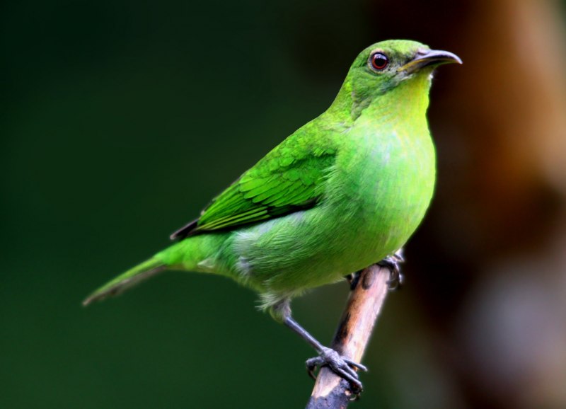 Обыкновенная Иволга Oriolus Oriolus