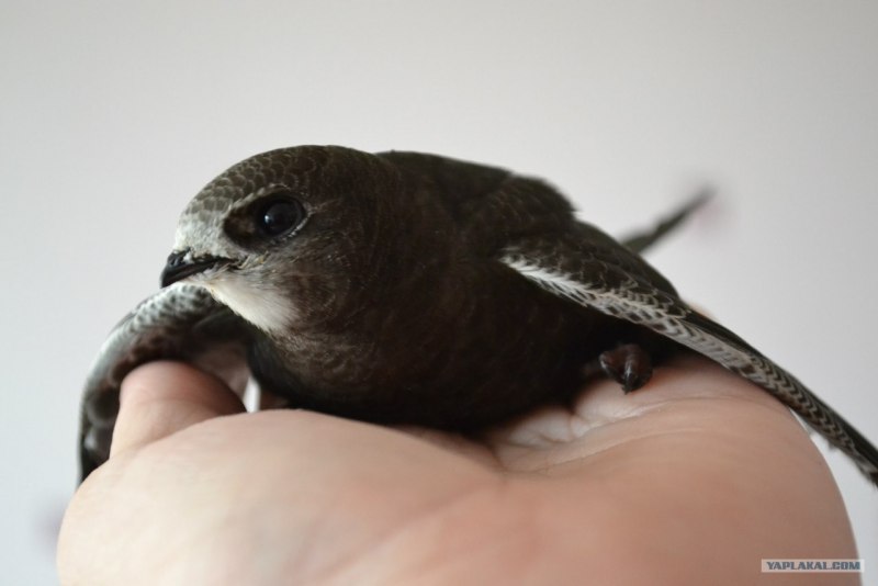 Common Swift