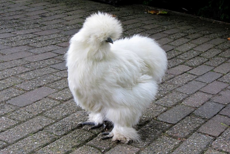 Silkie куры