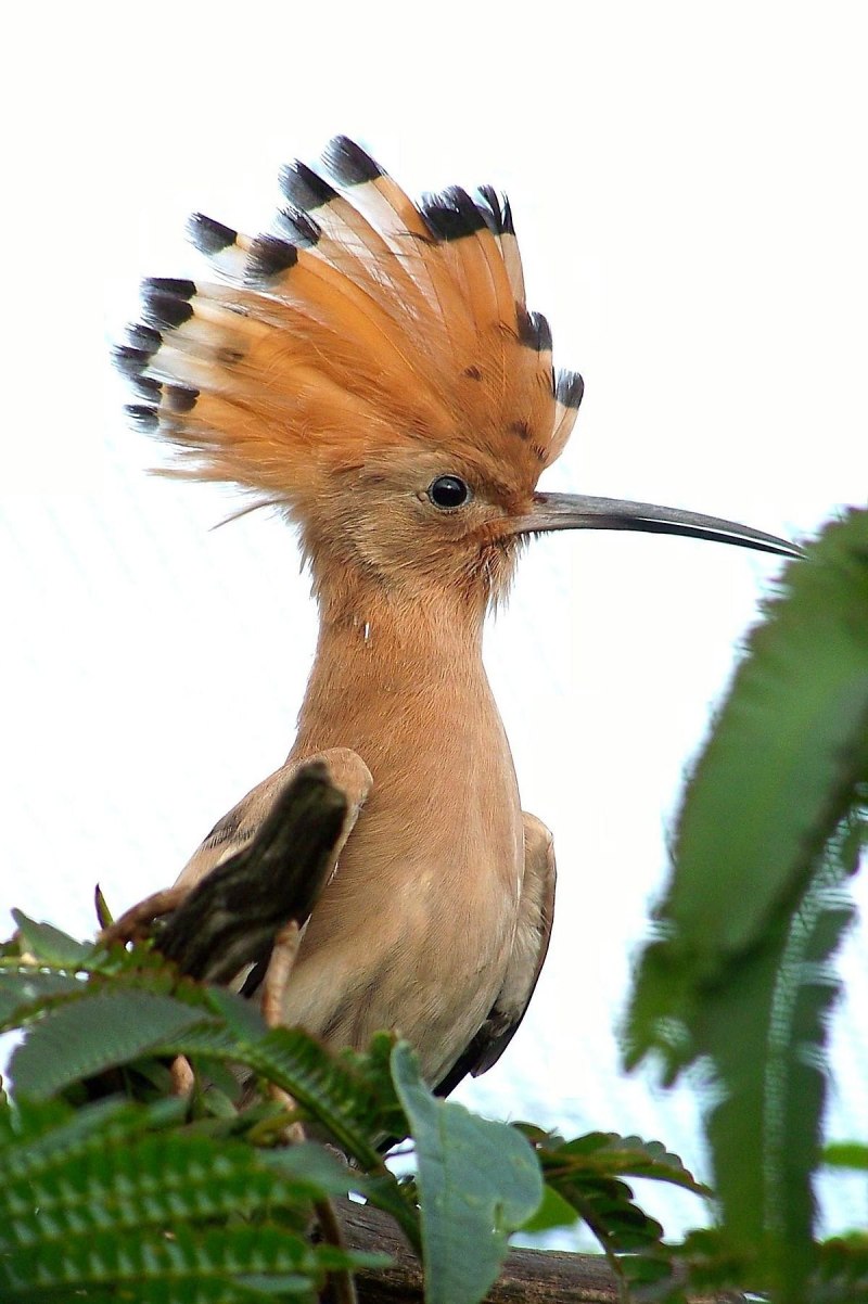 Upupa Epops