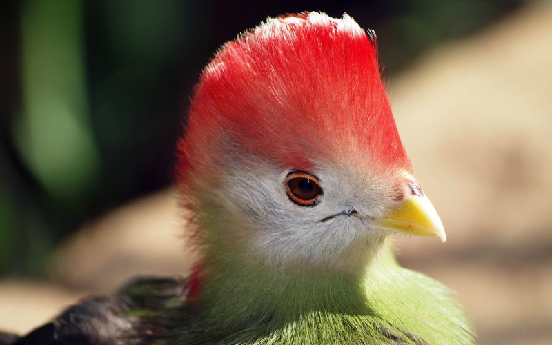 Red Crested Turaco