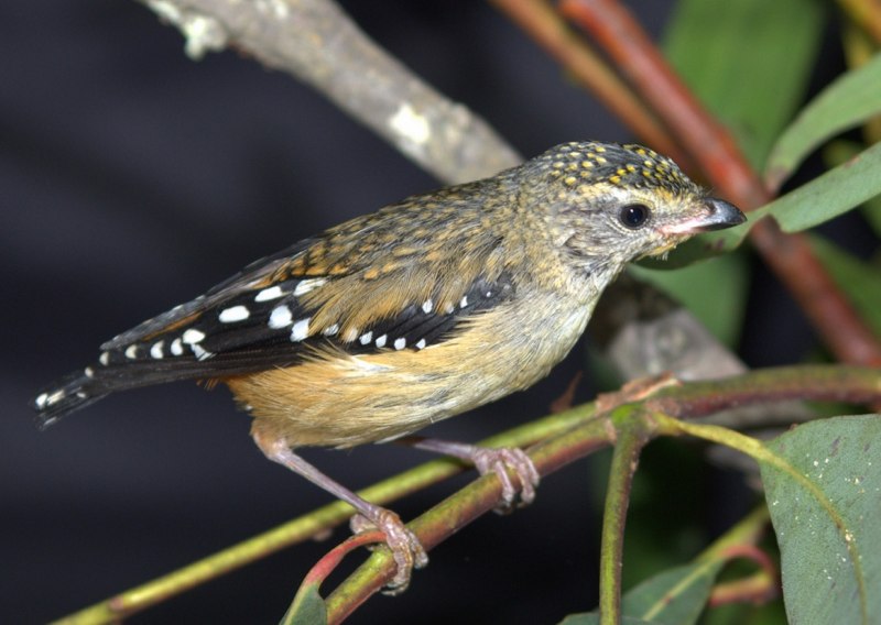 Птица spotted Pardalote