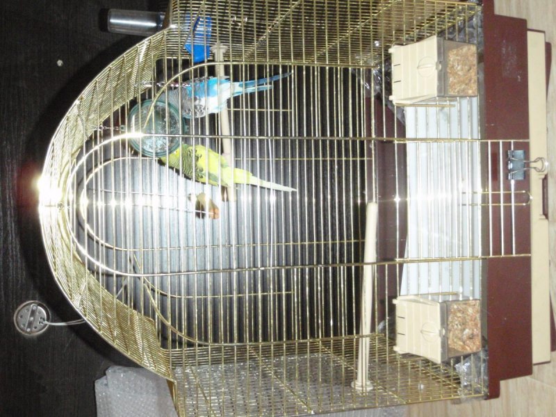 Клетка Savic primo 50 65х38х56.5см