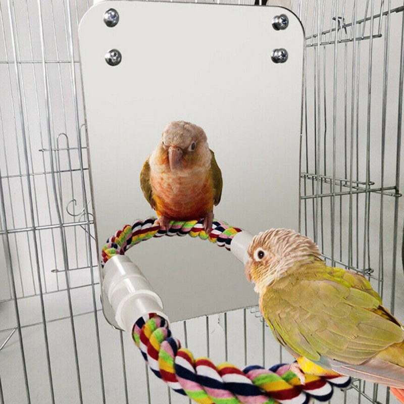 Зеркало в клетке у попугая (80 фото)