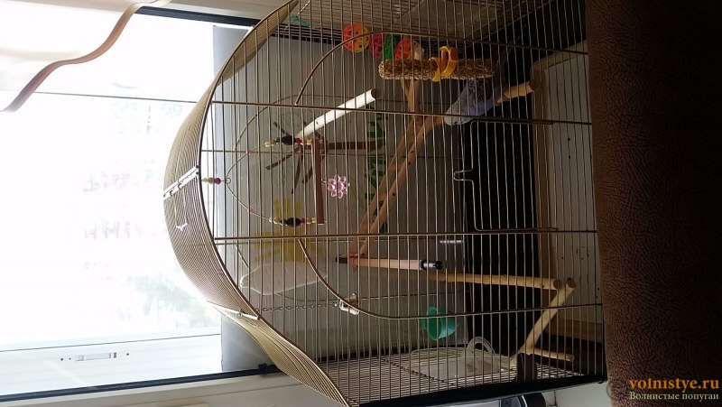 Parrot in a Cage