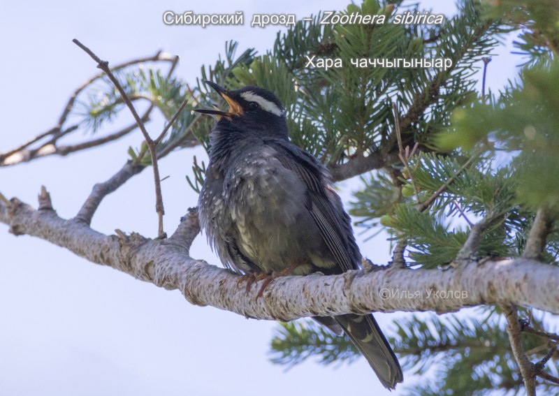  Сибирский Дрозд Zoothera sibirica