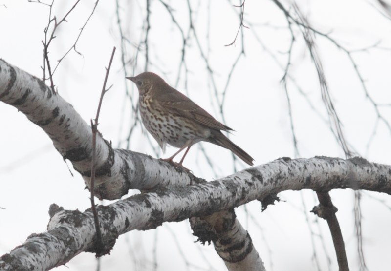 Наумана turdus naumanni