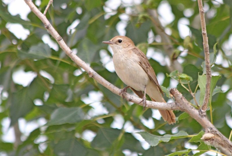 Luscinia megarhynchos