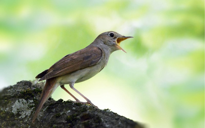 Luscinia megarhynchos