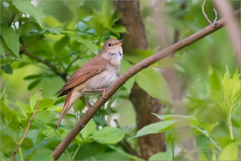 Соловей Южный (Luscinia megarhynchos)