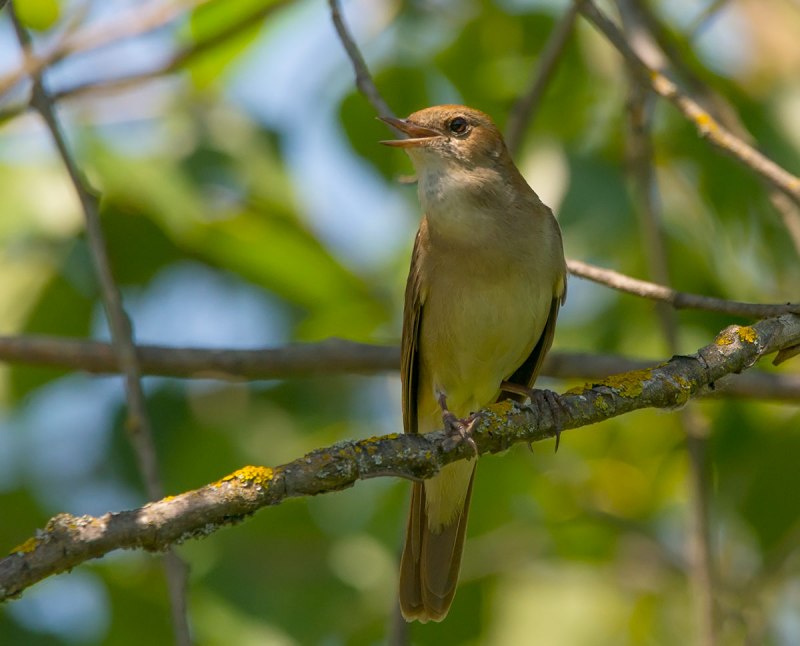 Соловей Южный (Luscinia megarhynchos)