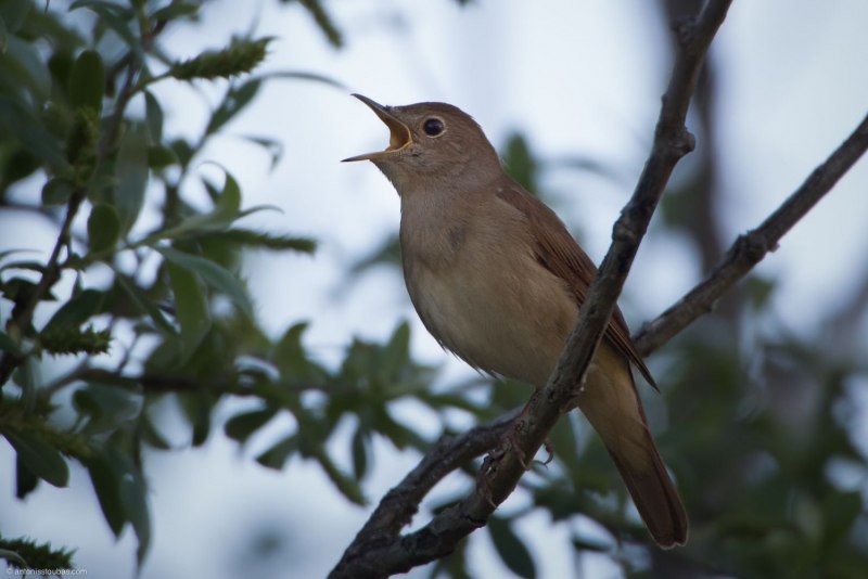 Luscinia megarhynchos