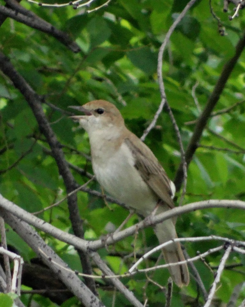 Соловей Южный (Luscinia megarhynchos)