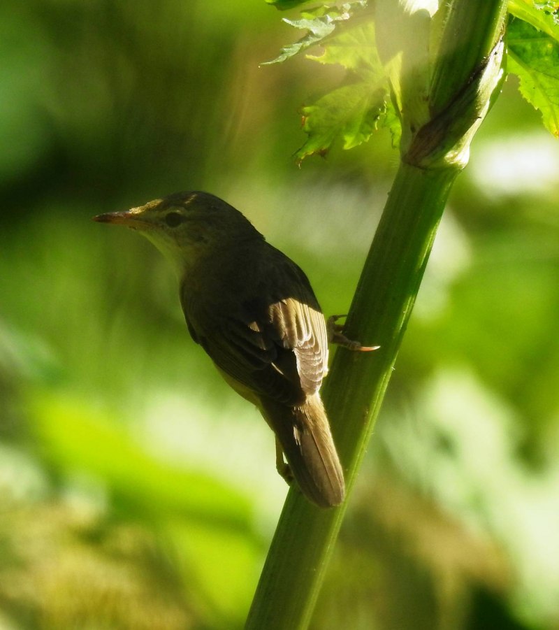 Luscinia megarhynchos