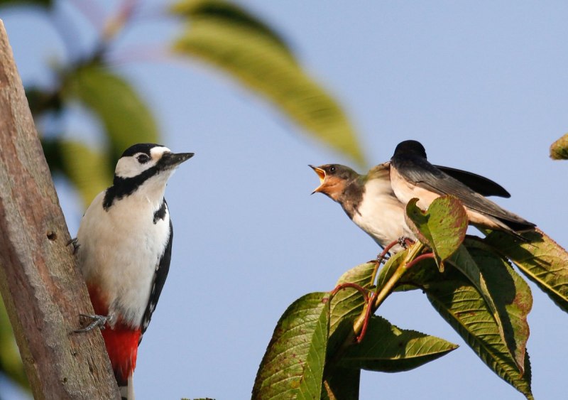 Ласточка городская (Delichon urbicum)