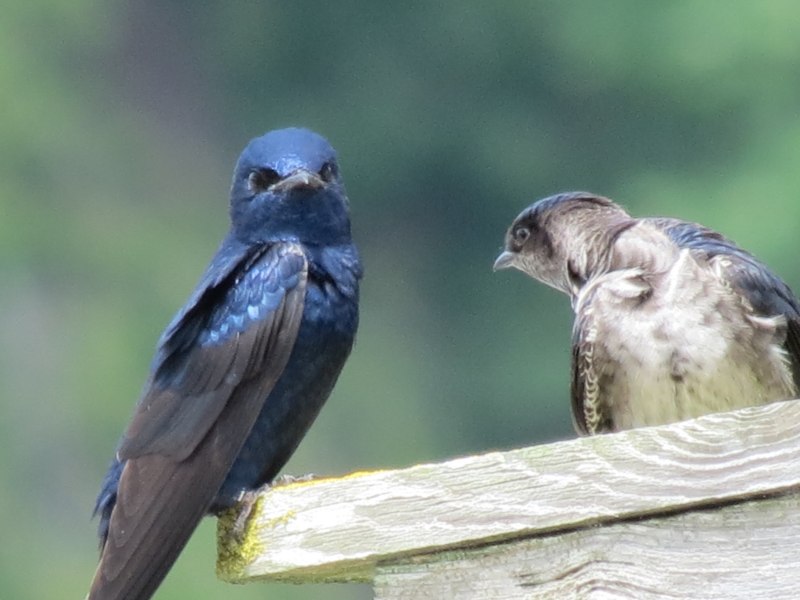 The Sand Martin (riparia riparia)