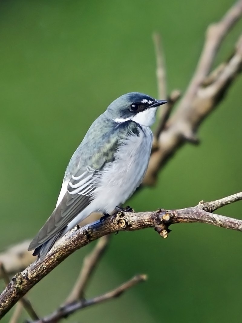 Ласточка городская (Delichon urbicum)